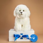 Bichon frise soft best sale toy