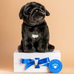 Black pug online soft toy