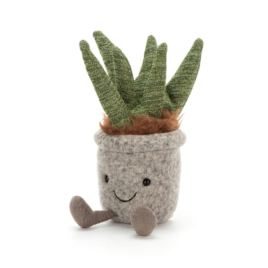 Cuddly Aloe plant