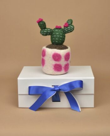 Pink Prickly Pear Cactus plant